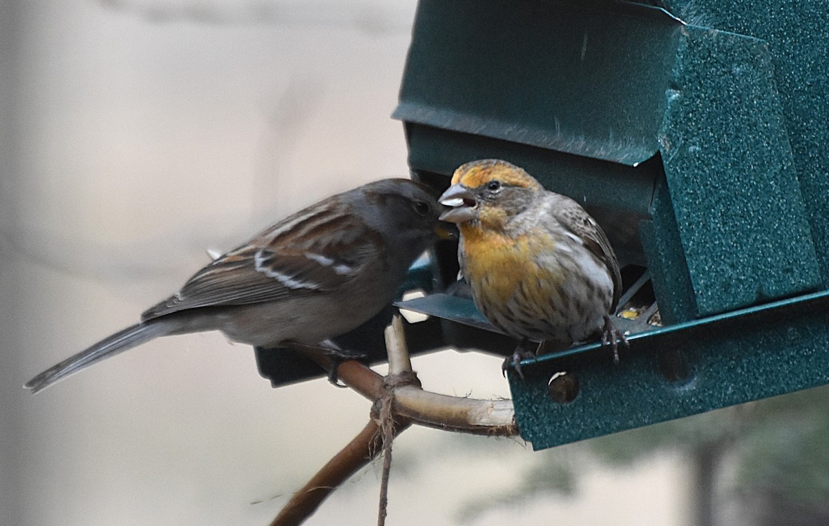 House Finch - ML633442260