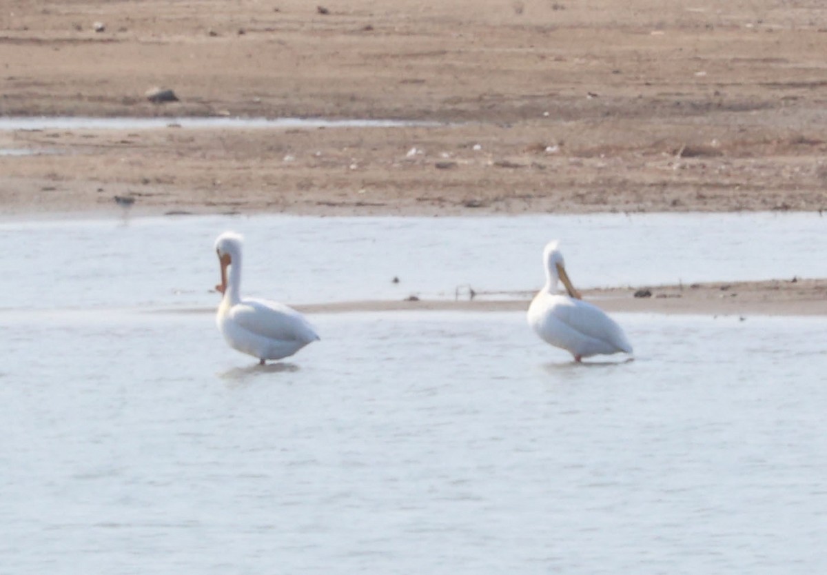 American White Pelican - ML633442319