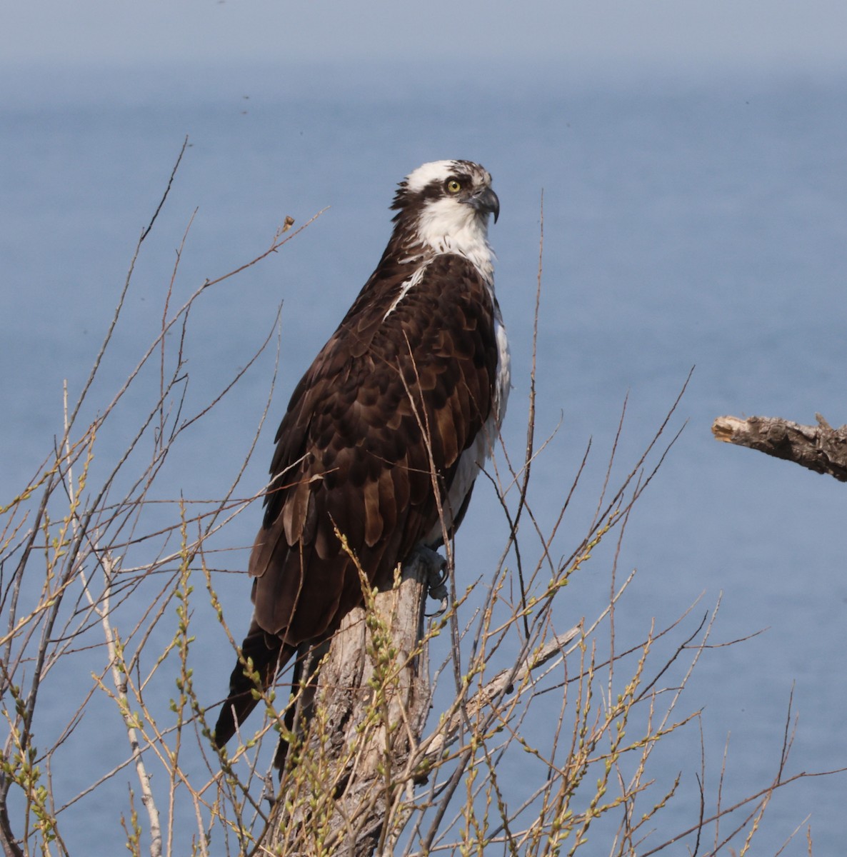Osprey (American) - ML633442326