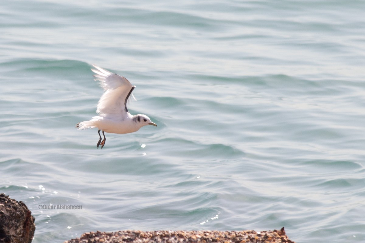 Гурван хуруут цахлай - ML633442380