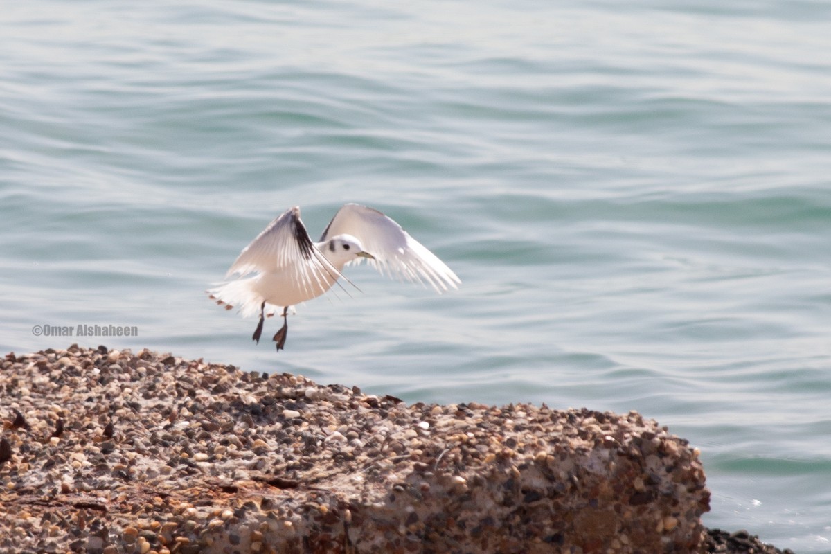 Гурван хуруут цахлай - ML633442381