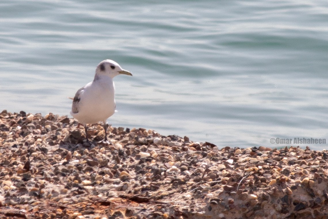 Гурван хуруут цахлай - ML633442382