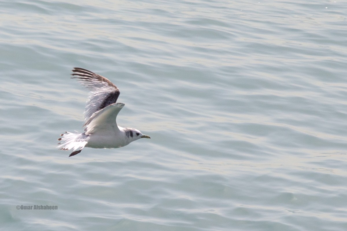 Гурван хуруут цахлай - ML633442383