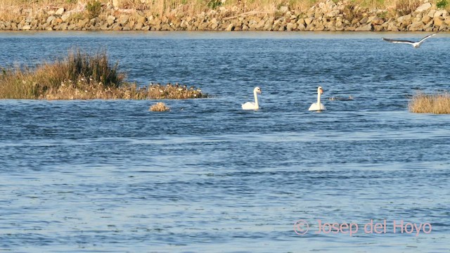 Mute Swan - ML633442717
