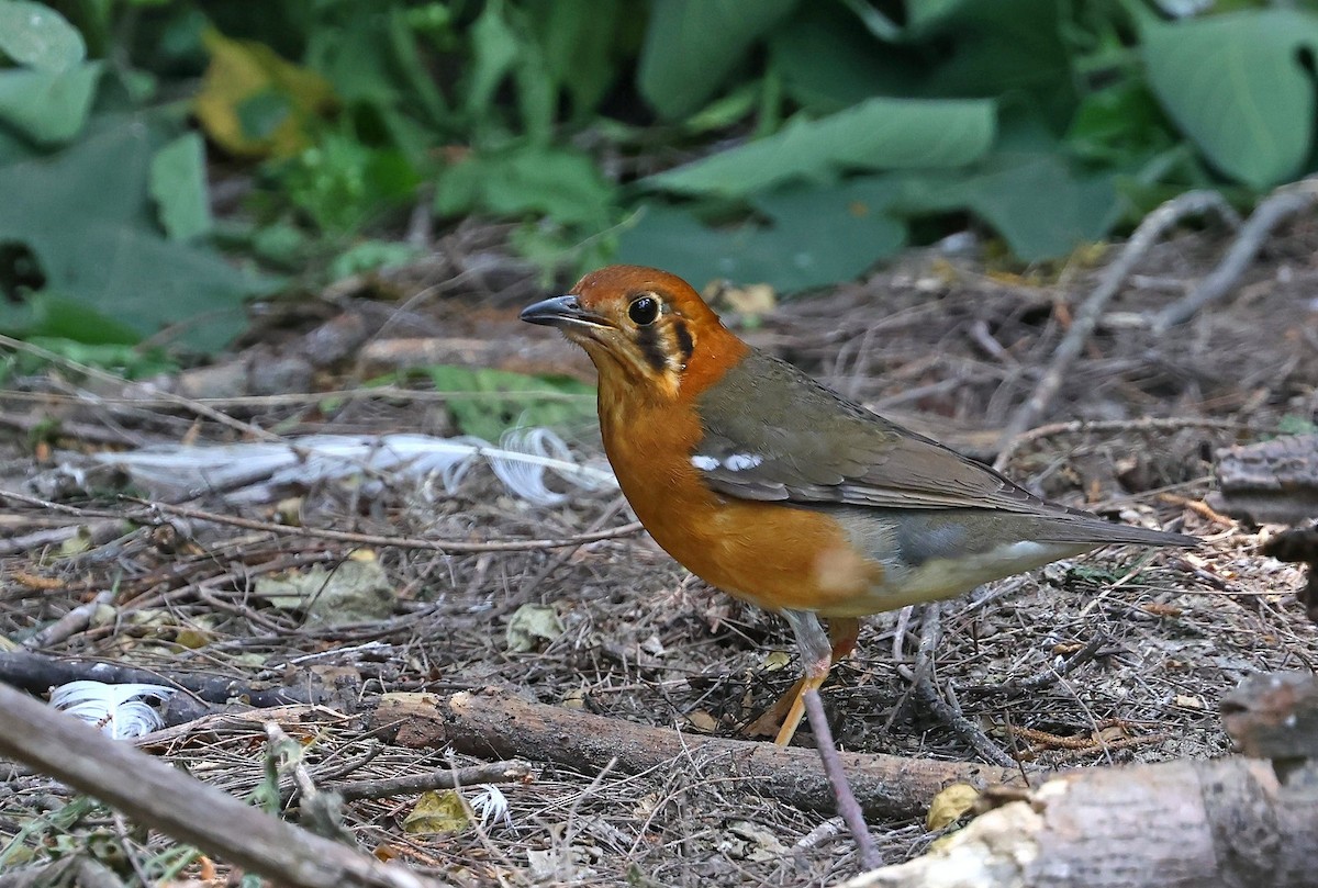 Damadrossel - ML633442822