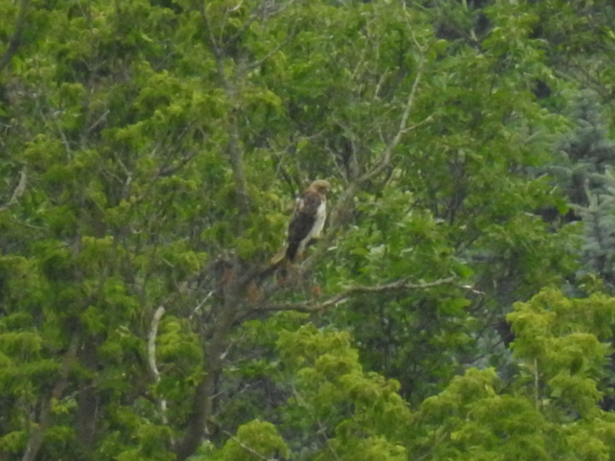 Red-tailed Hawk - ML63344321