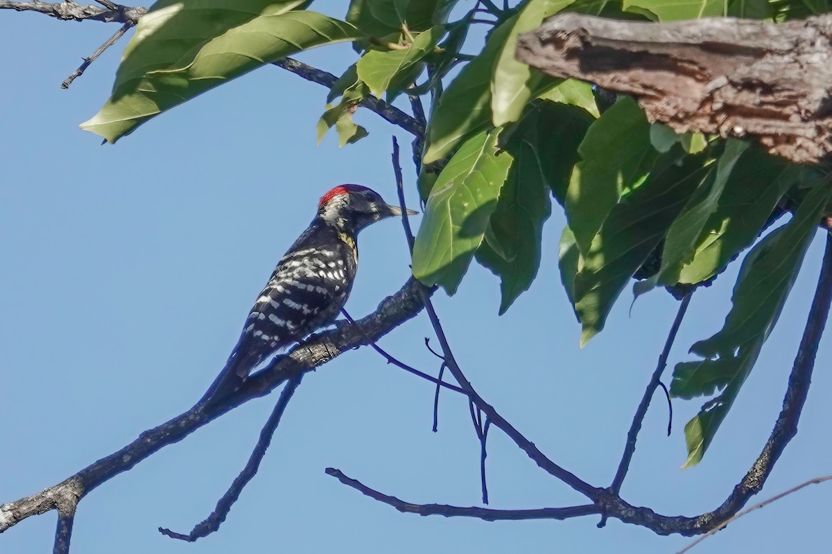 Stripe-breasted Woodpecker - ML633443239