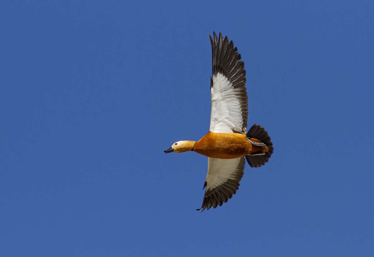 Ruddy Shelduck - ML633443264