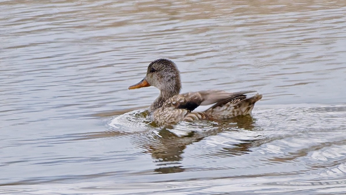 Canard chipeau - ML633443291