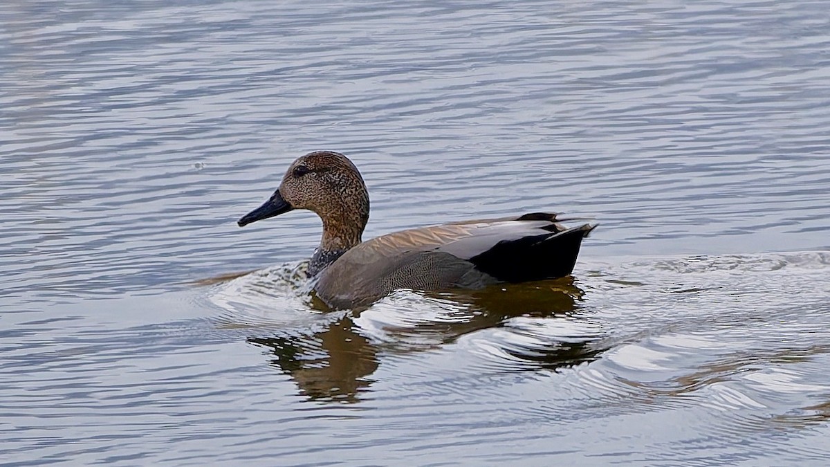 Canard chipeau - ML633443293