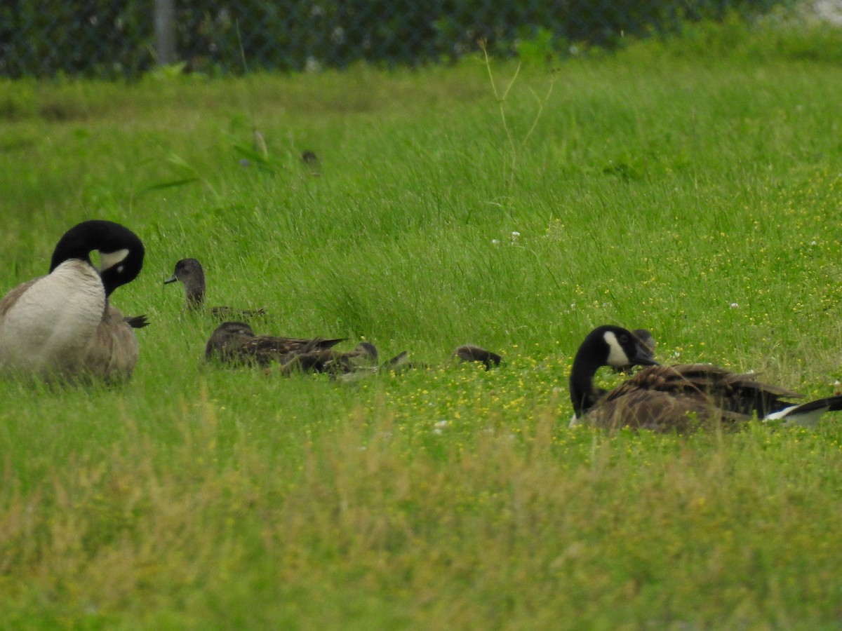 Canada Goose - ML63344331