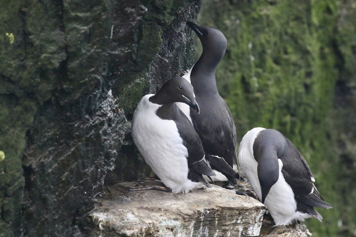 Guillemot de Brünnich - ML633443315