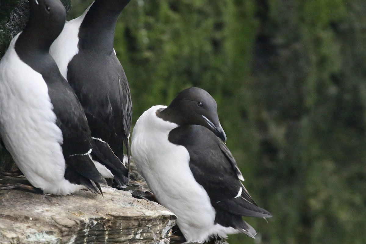 Guillemot de Brünnich - ML633443316