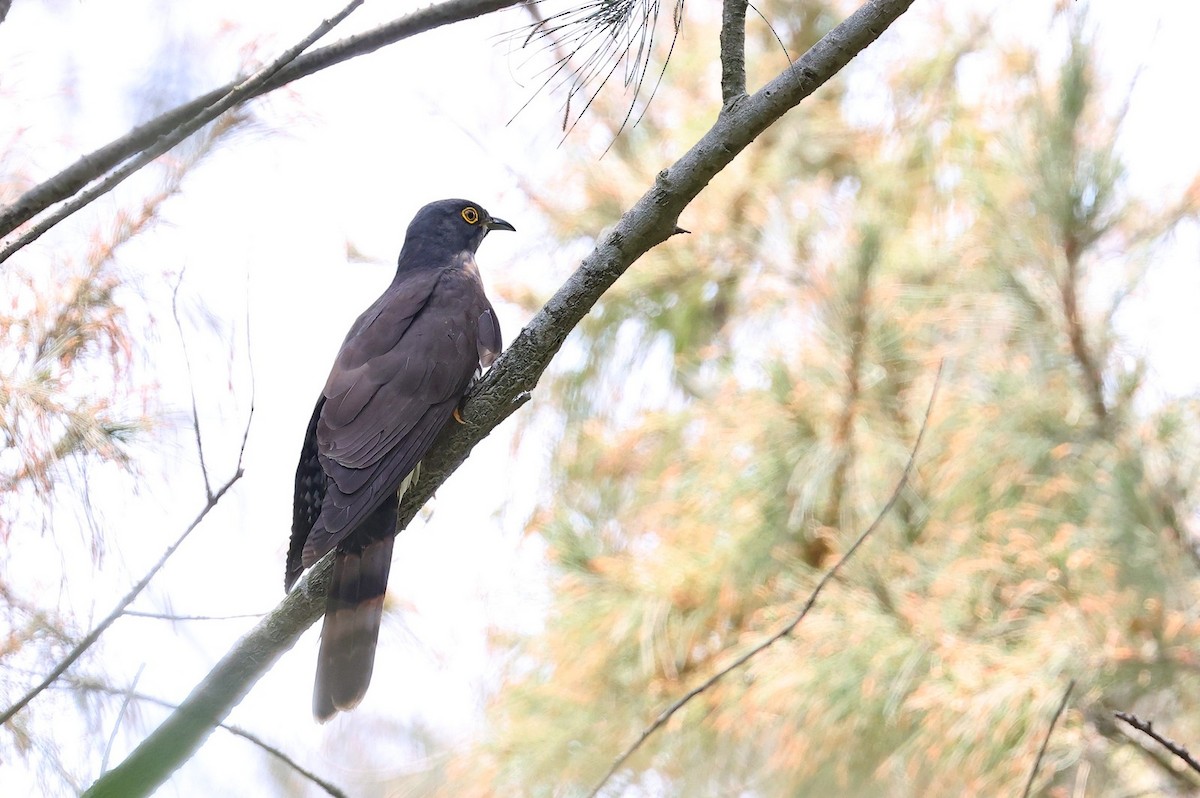 Sperberkuckuck - ML633443320