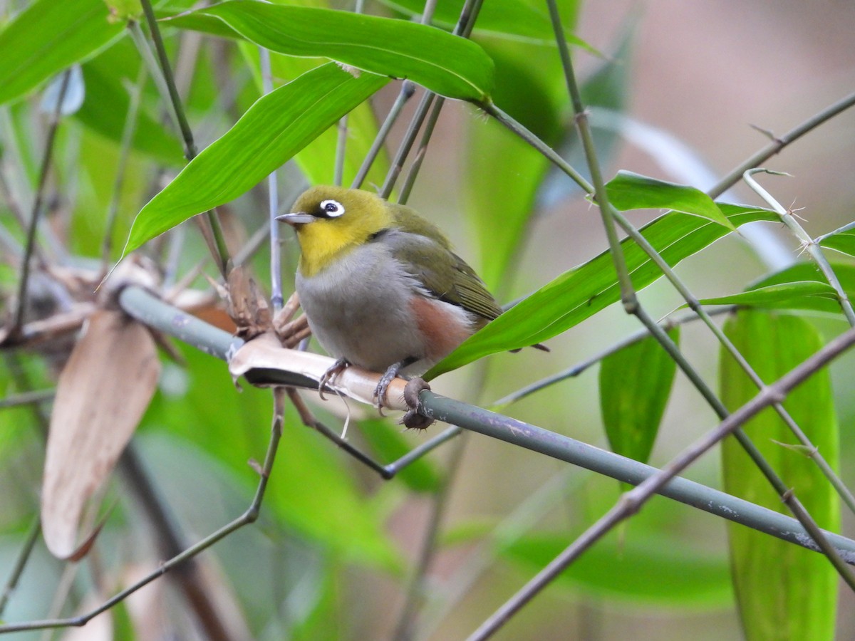 Chestnut-flanked White-eye - ML633443333
