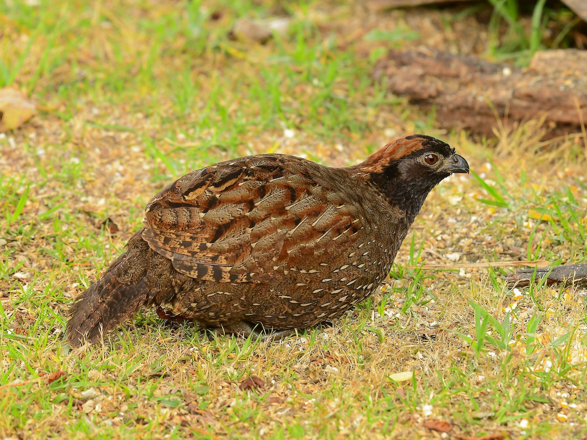 Black-fronted Wood-Quail - ML633443347