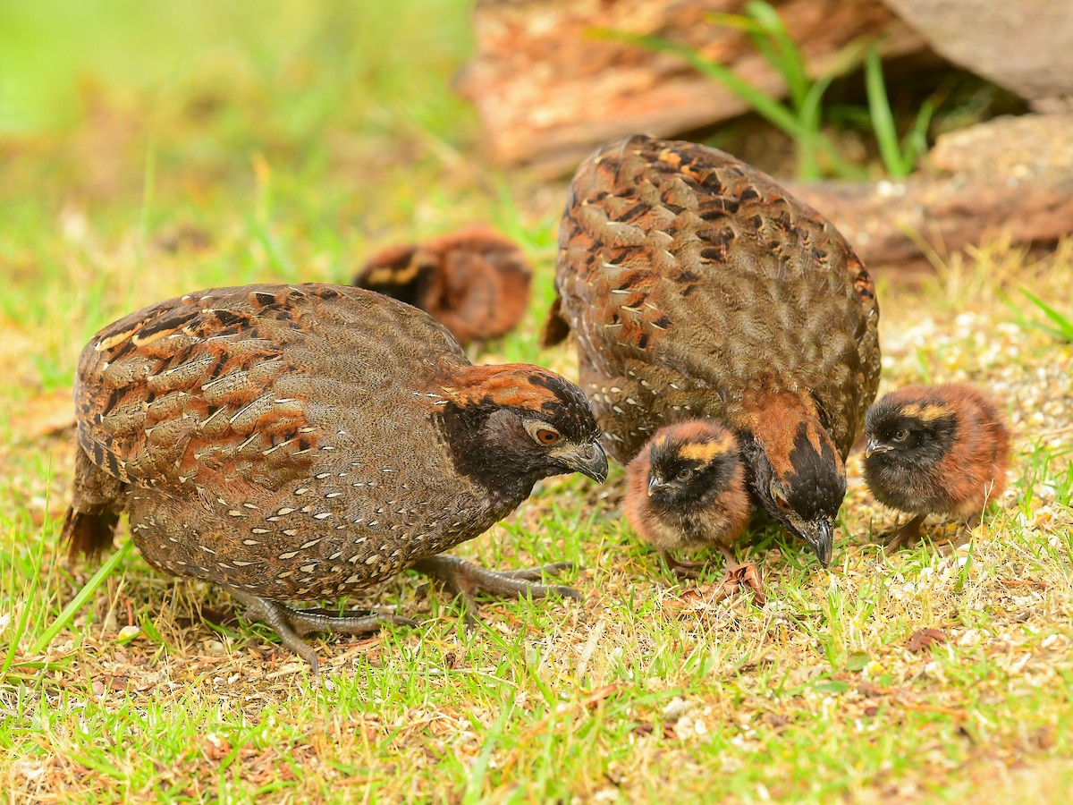 Black-fronted Wood-Quail - ML633443348