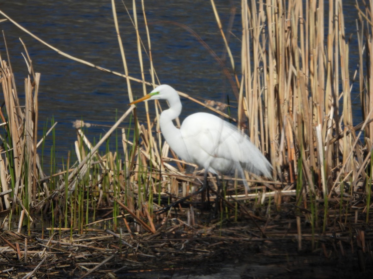 Цасч дэглий - ML633443450