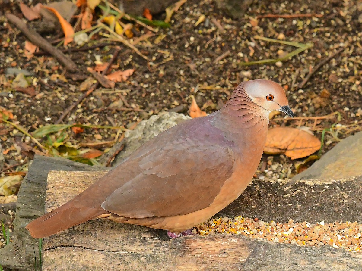 Lined Quail-Dove - ML633443465