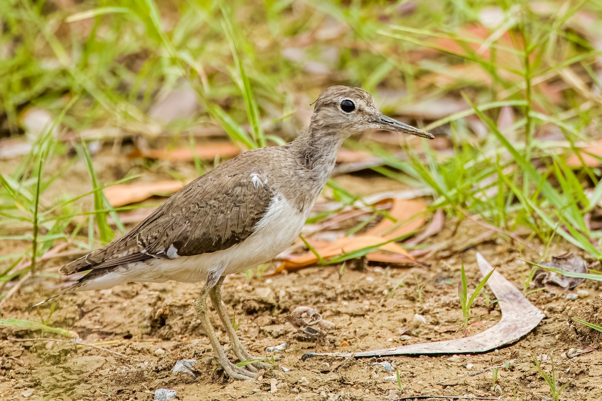 Common Sandpiper - ML633443713
