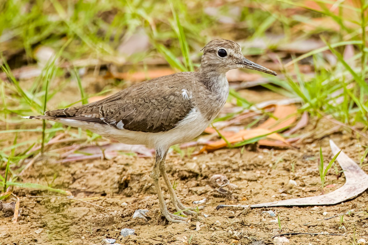 Common Sandpiper - ML633443715