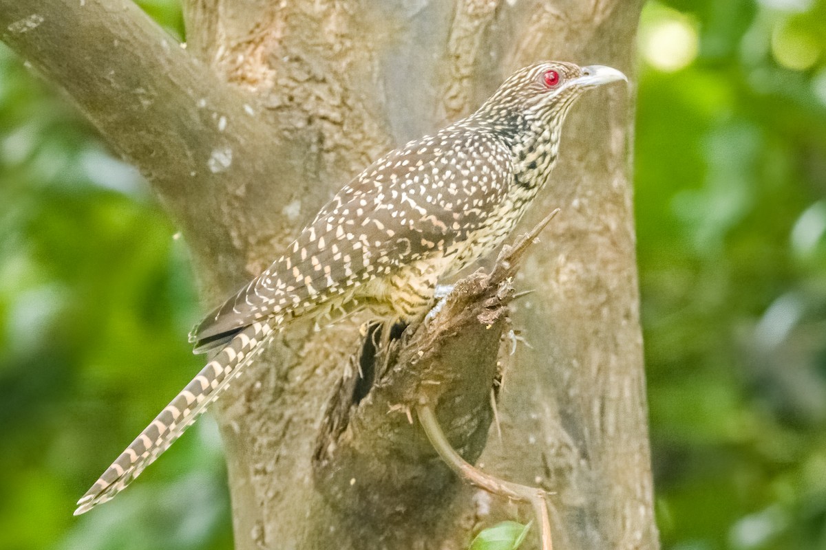 Asian Koel - ML633443725