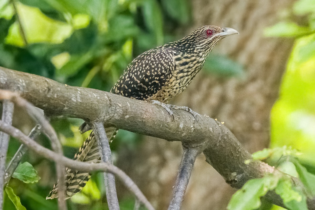 Asian Koel - ML633443726