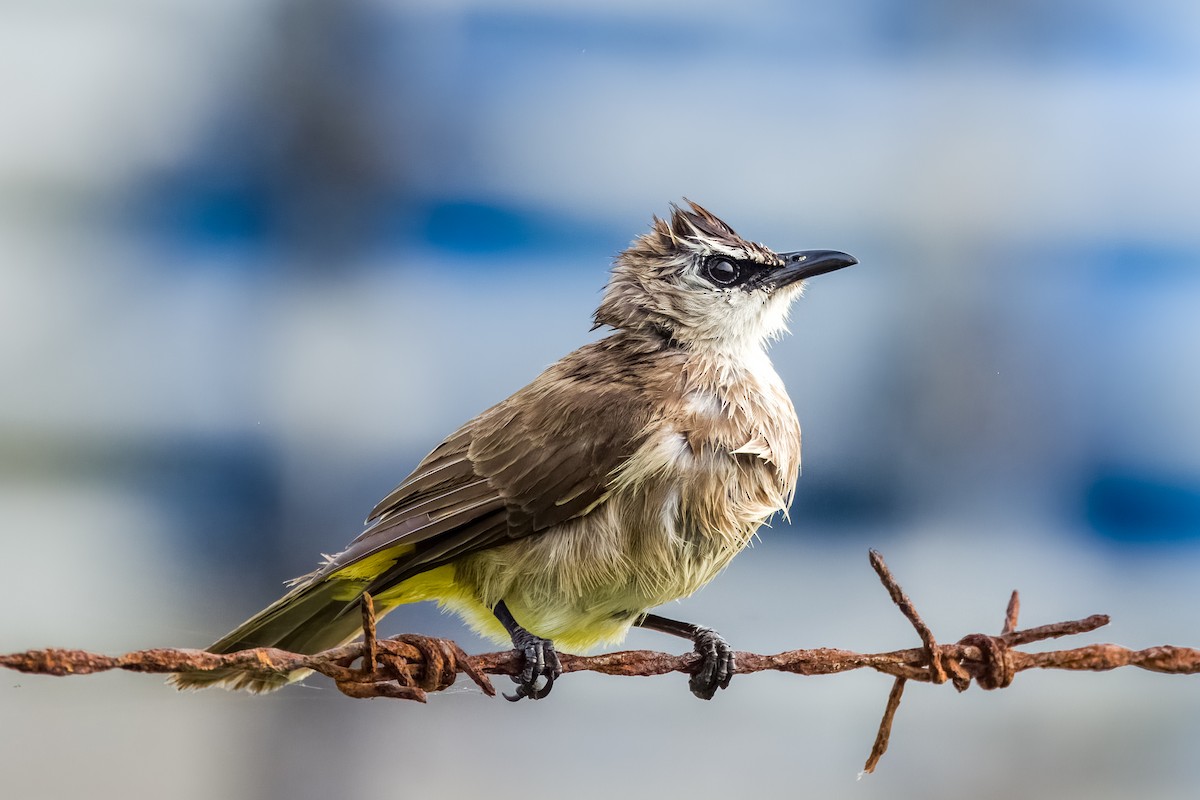 Yellow-vented Bulbul - ML633443733