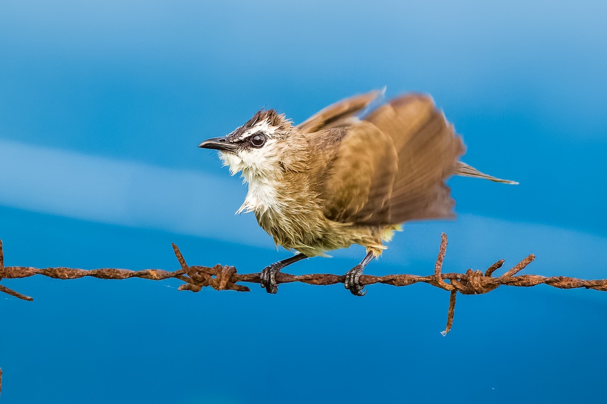 Yellow-vented Bulbul - ML633443734
