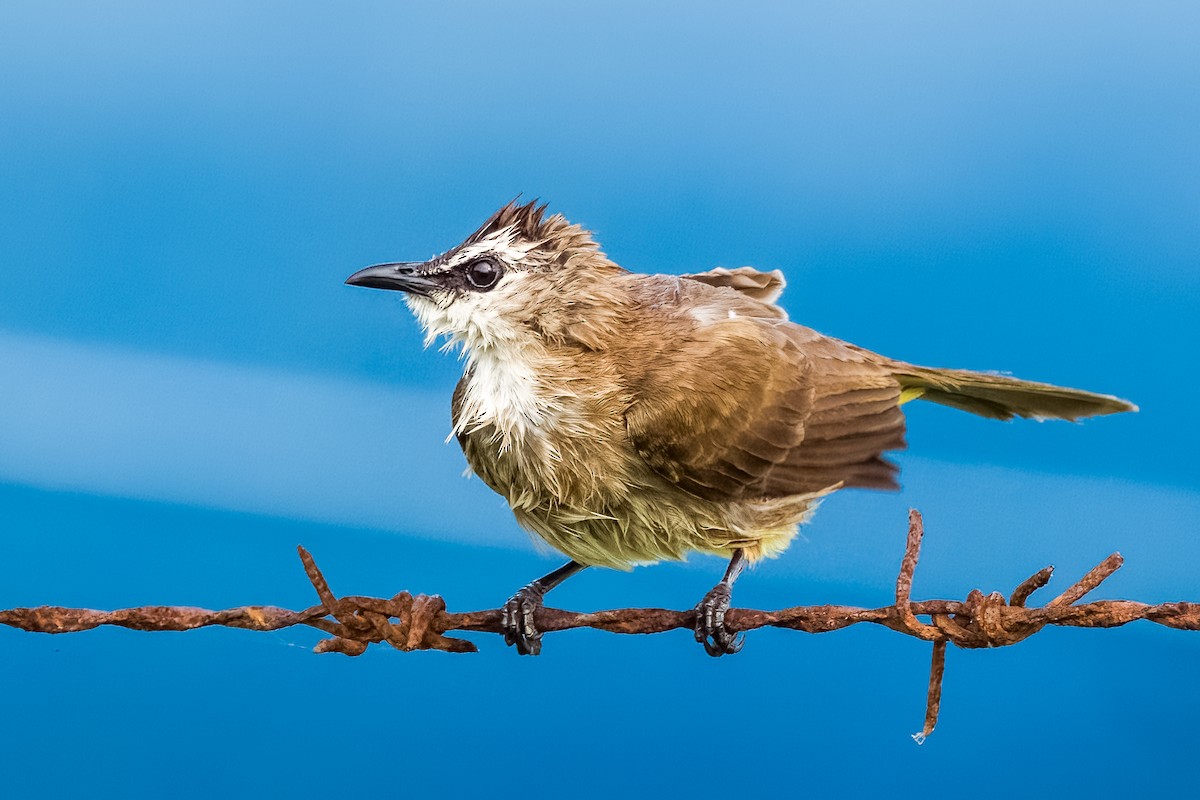 Yellow-vented Bulbul - ML633443735