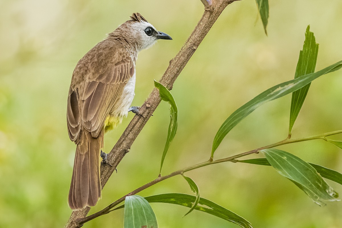 Yellow-vented Bulbul - ML633443741