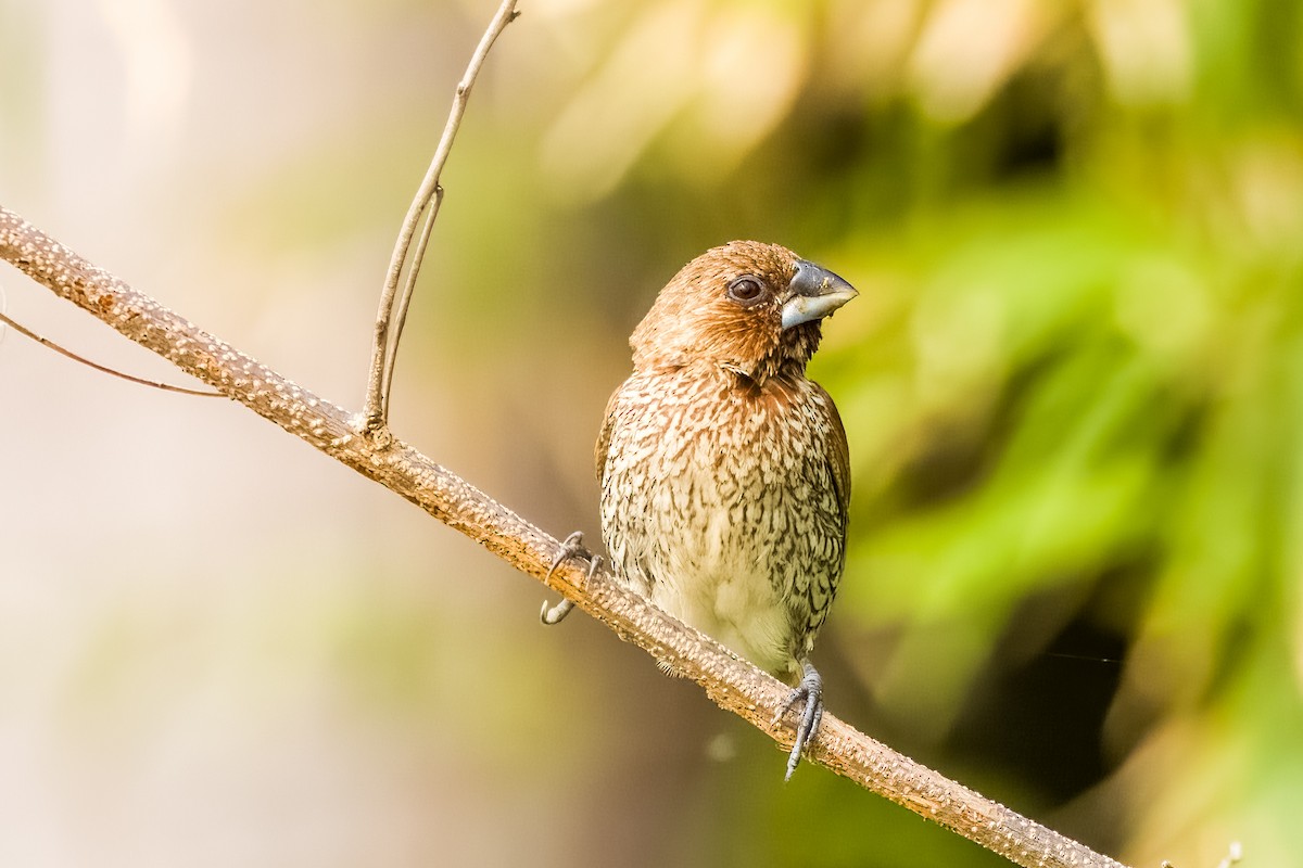 Scaly-breasted Munia - ML633443746