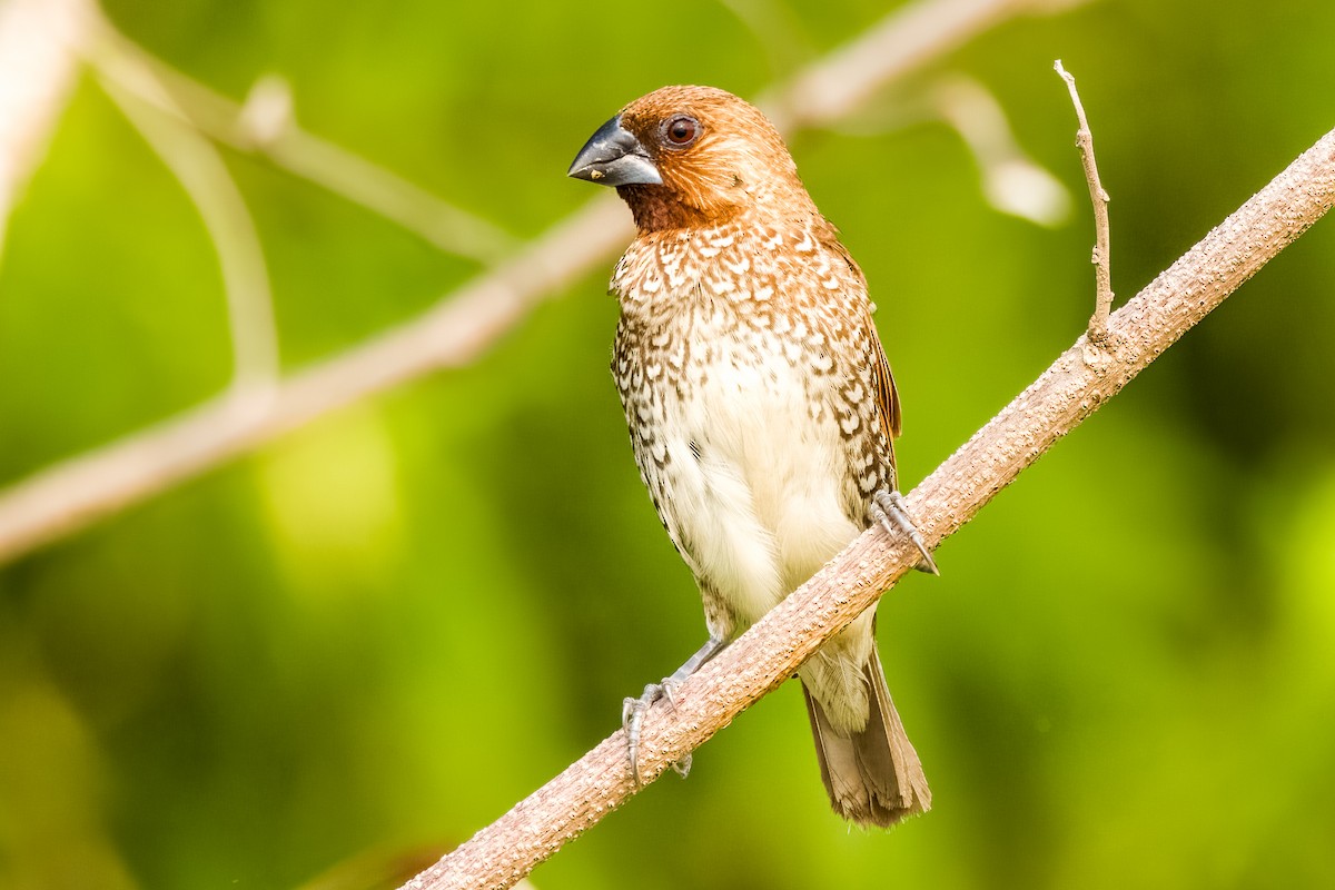 Scaly-breasted Munia - ML633443747
