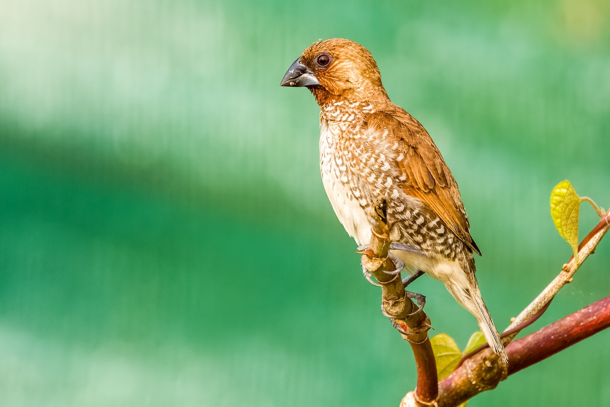Scaly-breasted Munia - ML633443748