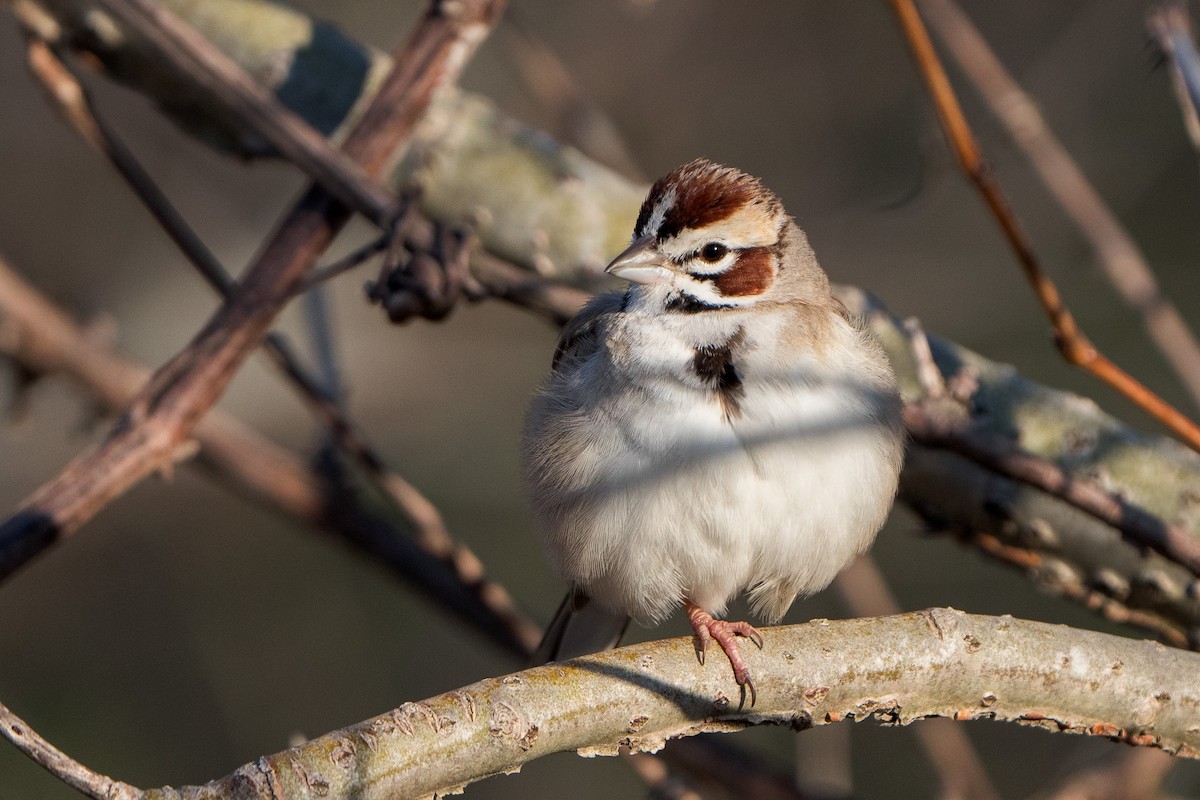 Lark Sparrow - ML633443770