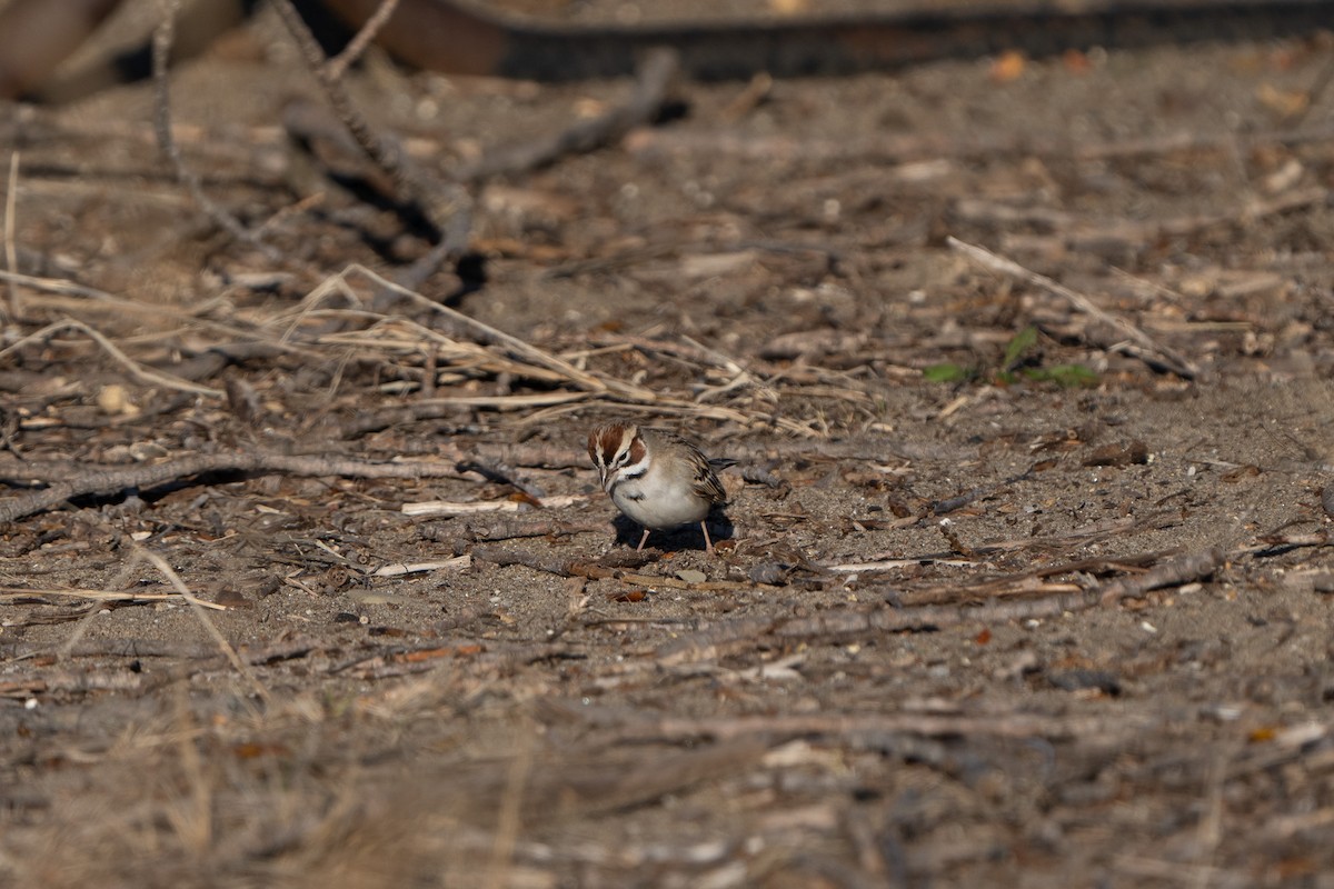 Lark Sparrow - ML633443771
