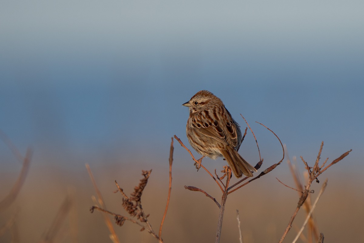 Song Sparrow - ML633443781