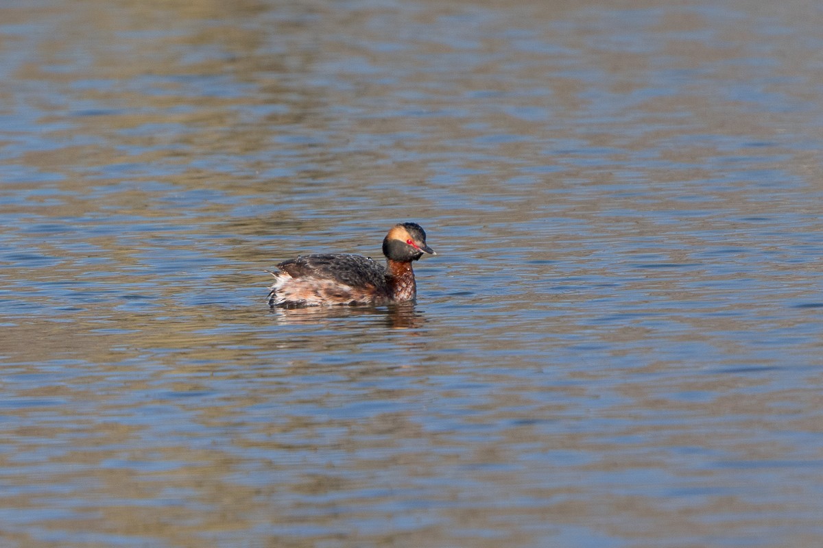 Horned Grebe - ML633443791