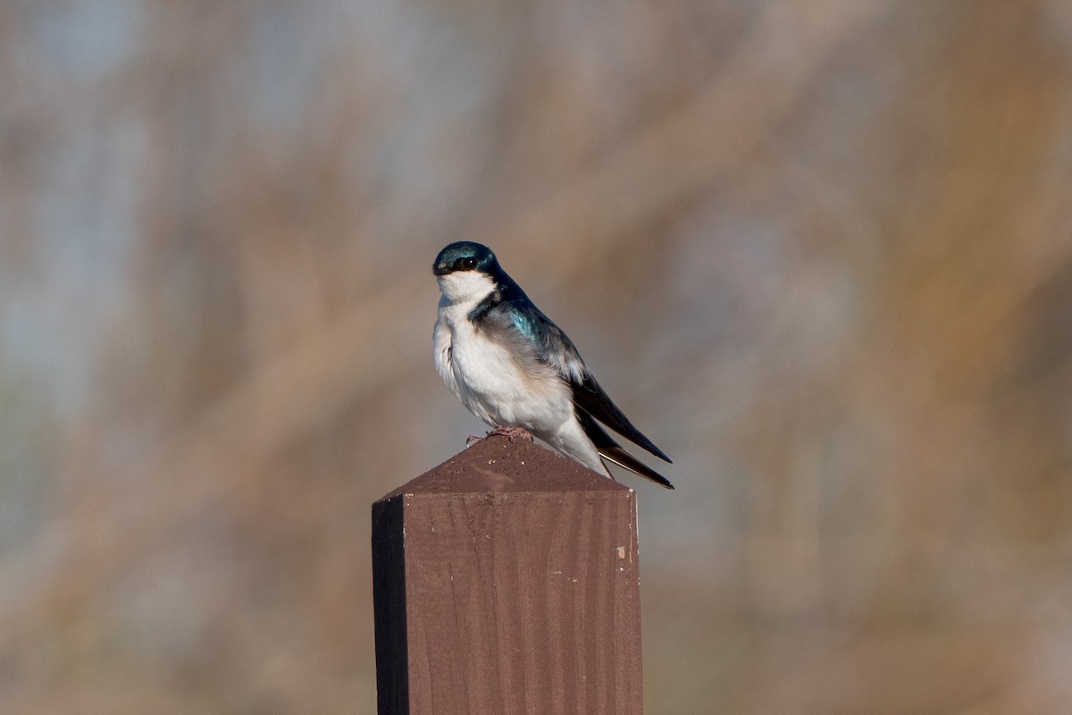Tree Swallow - ML633443795