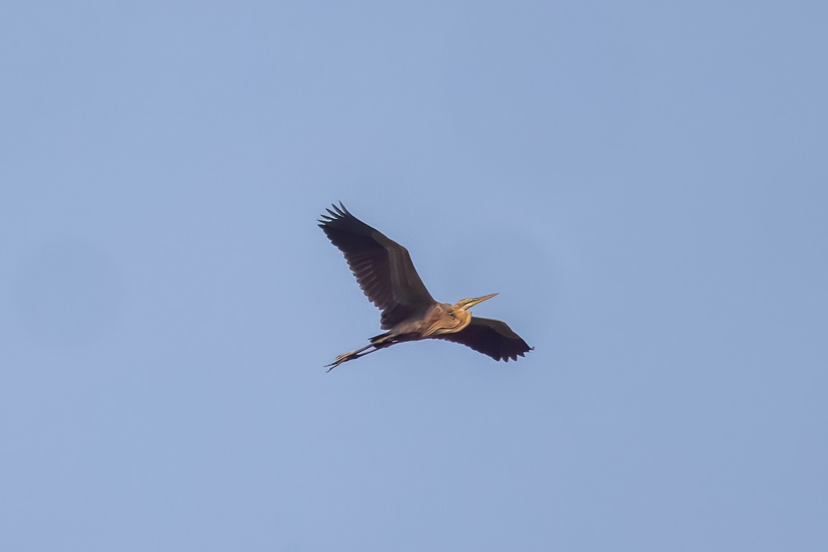 Purple Heron - ML633443822