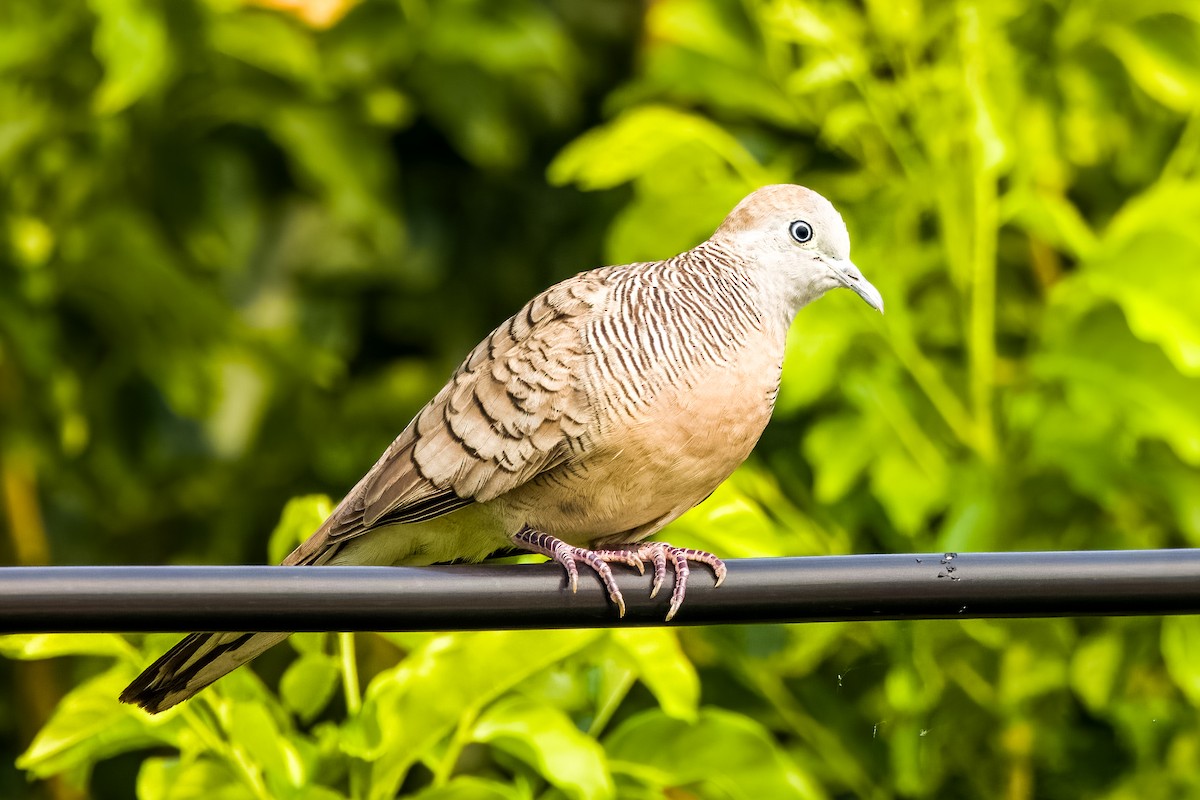 Zebra Dove - ML633443837