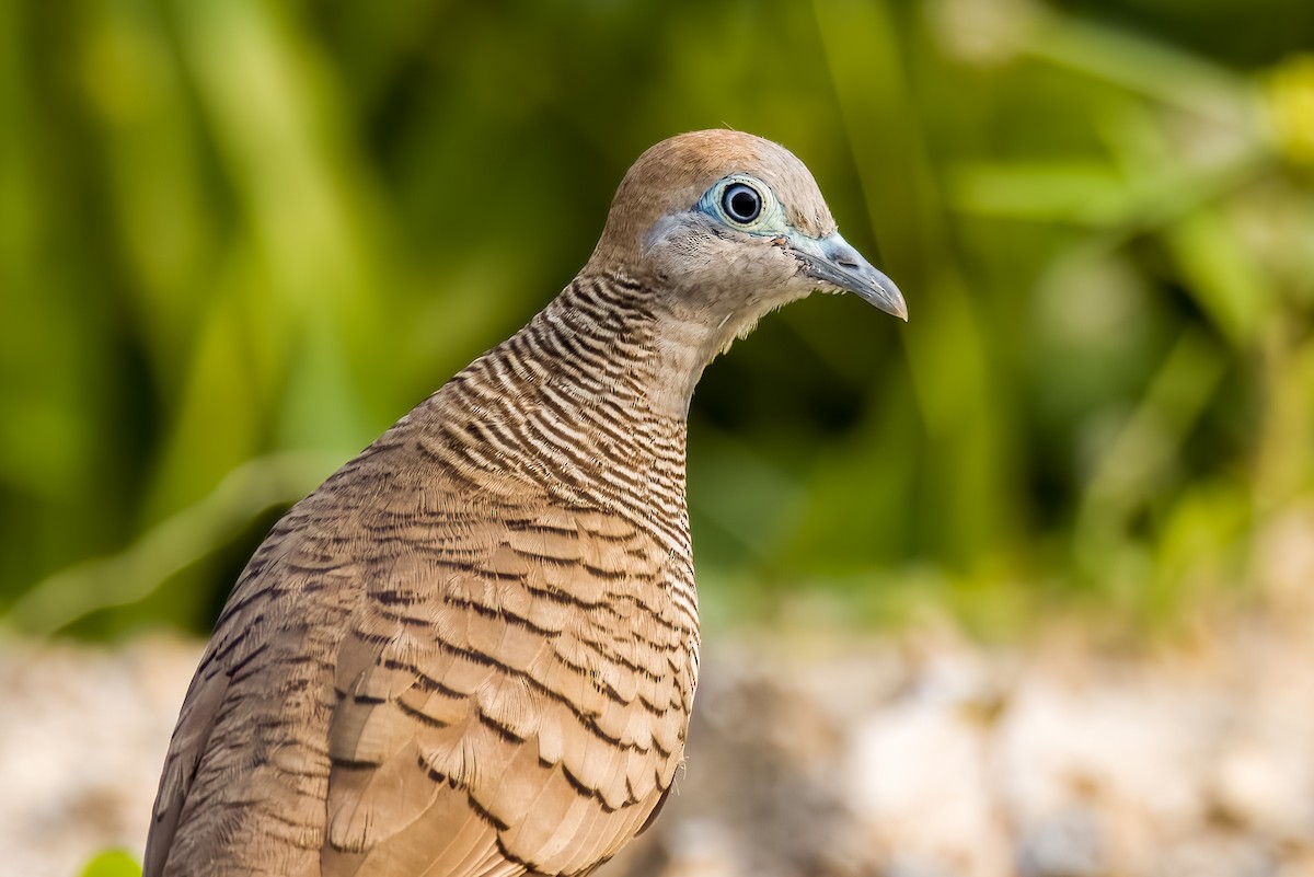 Zebra Dove - ML633443838