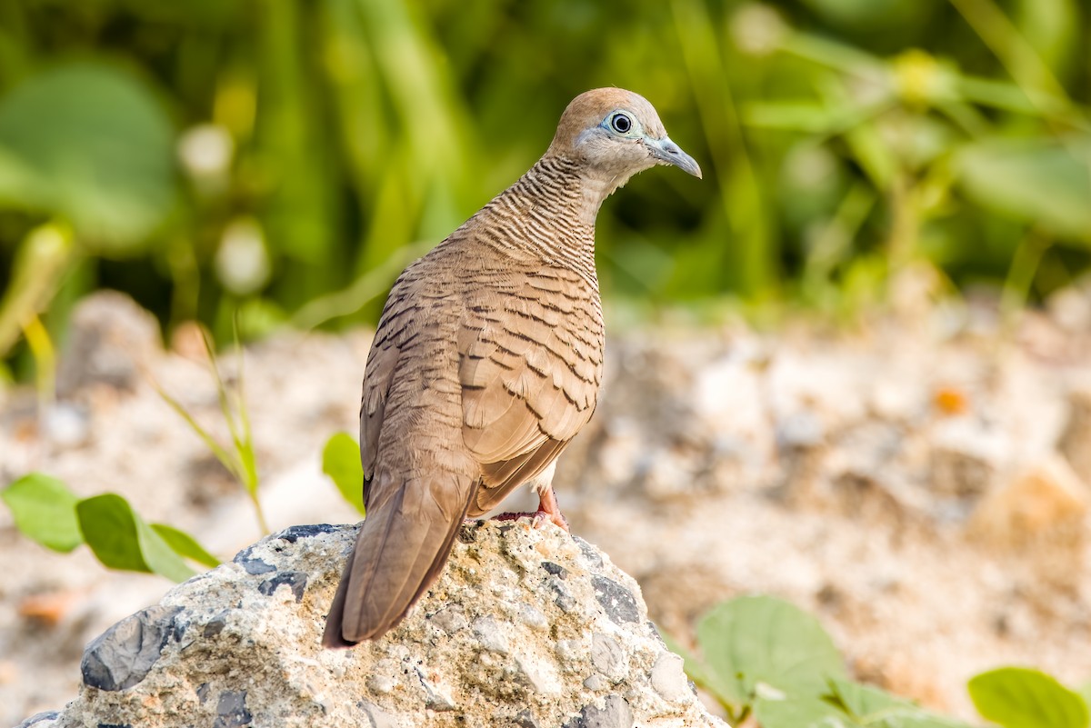 Zebra Dove - ML633443839