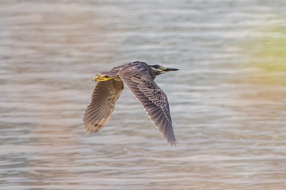 Black-crowned Night Heron - ML633443862