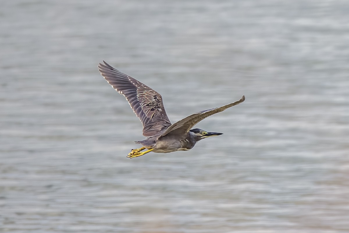 Black-crowned Night Heron - ML633443863