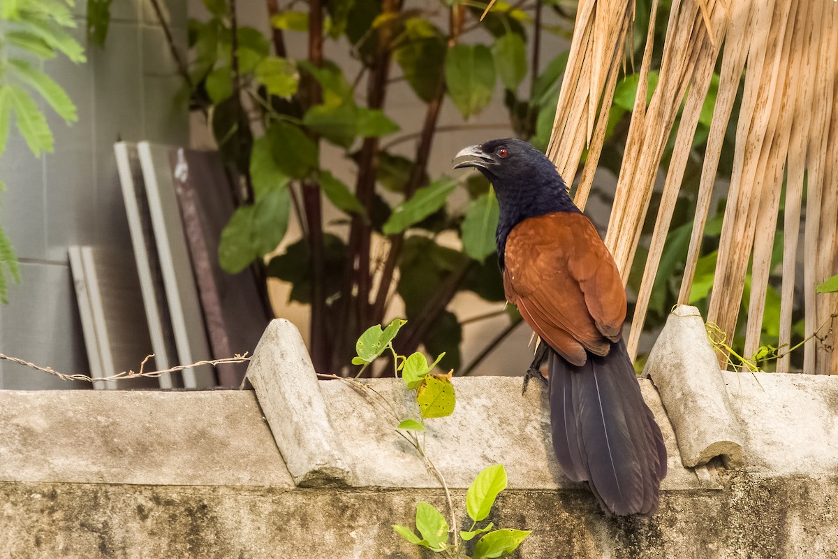 Greater Coucal - ML633443865