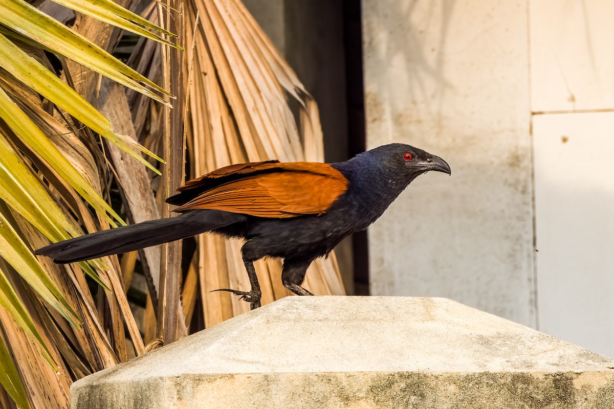 Greater Coucal - ML633443866