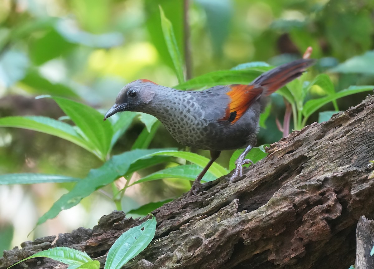 Golden-winged Laughingthrush - ML633443883