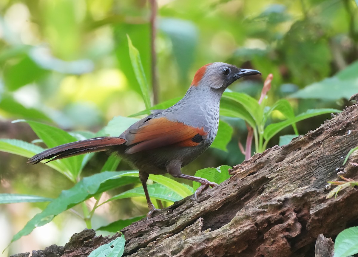 Golden-winged Laughingthrush - ML633443889