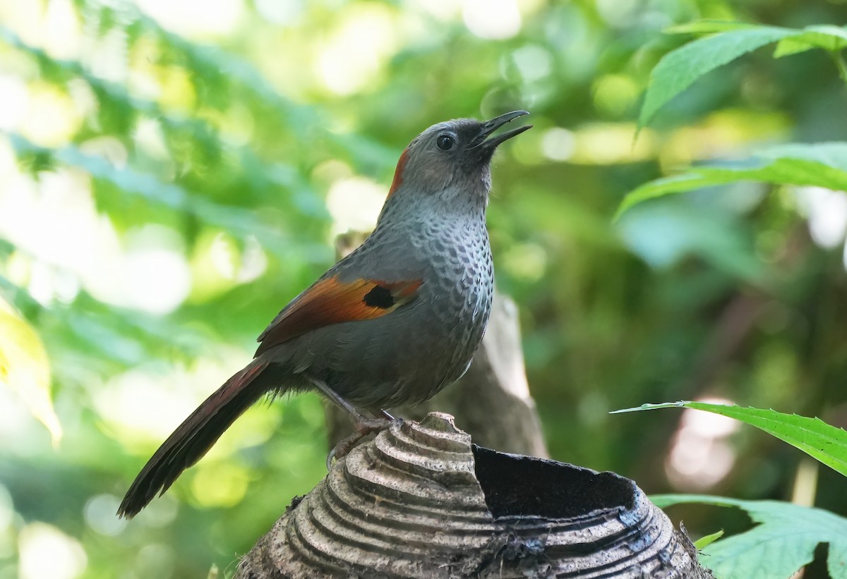 Golden-winged Laughingthrush - ML633443890